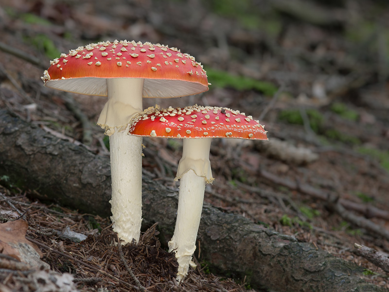 Amanita muscaria